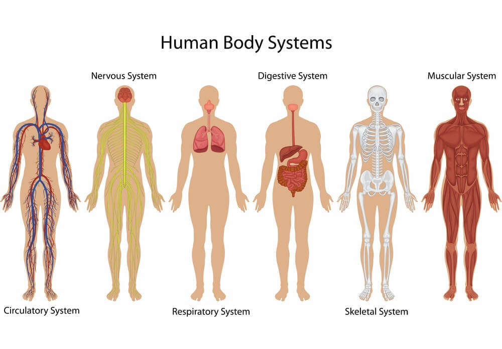 The Body Designs Itself To Heal Itself