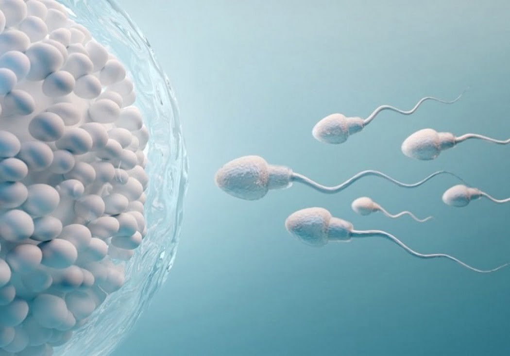 DAD Ayurveda 211 How to Impact of Sperm Motility on Fertility?
