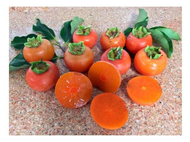 Mooney Mooney 1 Mooney Mooney Fruit Trees